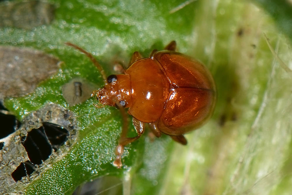 Sphaeroderma sp. (Chrysomelidae)